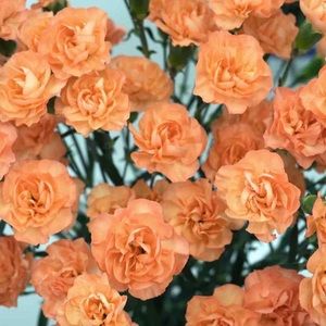 Meet your Posher, Kallie